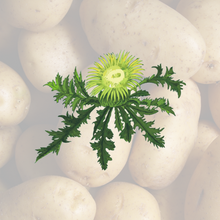 Lade das Bild in den Galerie-Viewer, N.U. Agrar - Kartoffel Info
